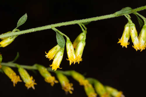 Solidago brachyphylla #1